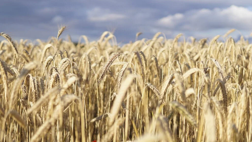 Buğday fiyatları, Ukrayna’ya dair umutlarla geriledi