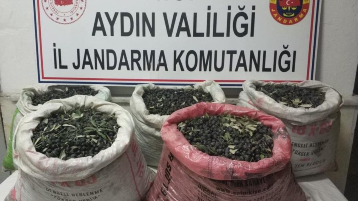 Aydın’daki zeytin hırsızları kamera kaydıyla bulundu