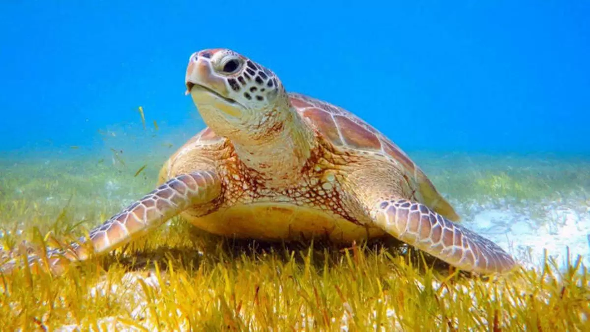 Deniz kaplumbağaları kabukları için avlanıyor